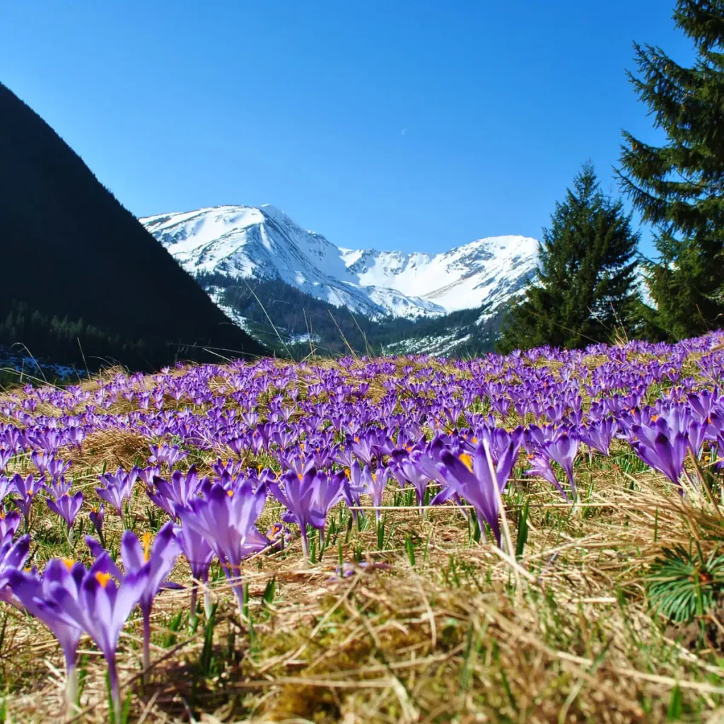 1x1 1200 Dolina Chocholowska Atrakcje Jagodowa Osada 1024x1024