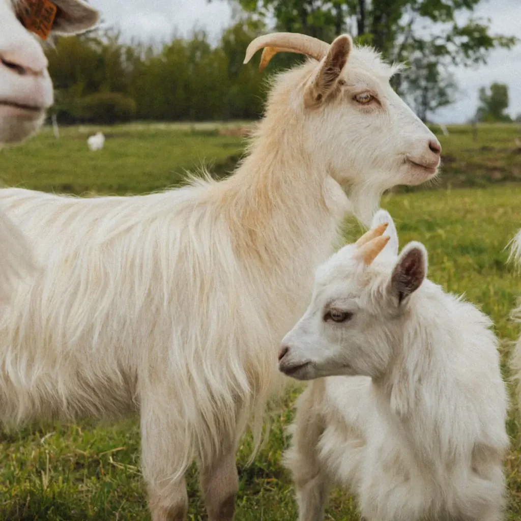 1x1 1200 Domki W Gorach Biale Kozy Na Pastwisku 1024x1024