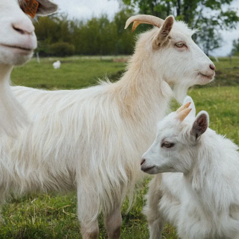 1×1-1200-kozy-jagodowa